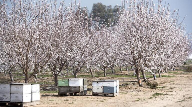 Almond bloom nears. You can share your favorite viewing spots in Stanislaus County