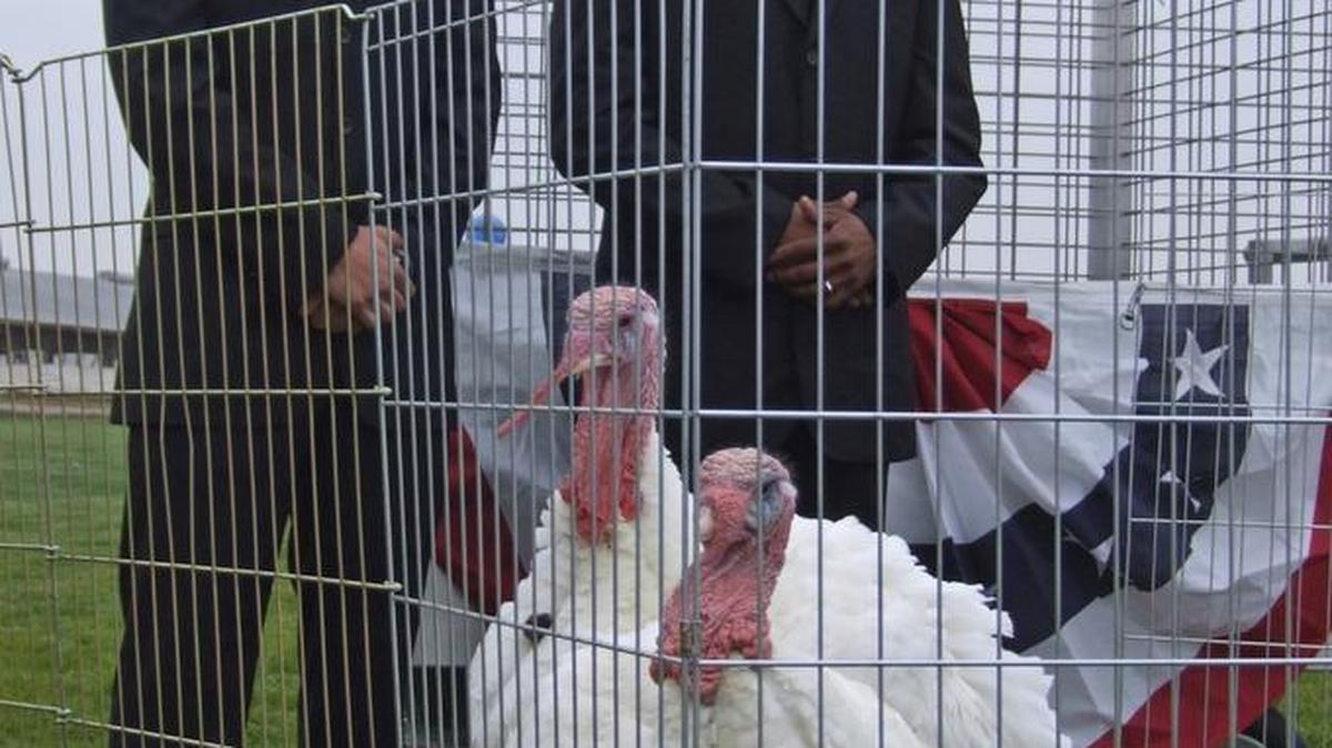 Two Foster Farms turkeys were chosen Friday, Nov. 19, 2010, to go to Washington, D.C. One was selected for “pardoning” by President Barack Obama the day before Thanksgiving. The other was the alternate. They were displayed at a Modesto-area company ranch in front of fictional Secret Service agents played by Ezekiel Valenga, left, and Dominick Green.