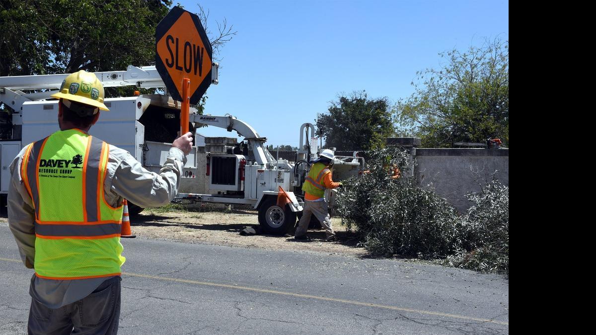 
A crew removes trees along Santa Fe Street near Central Avenue in Riverbank on Wednesday afternoon. 
