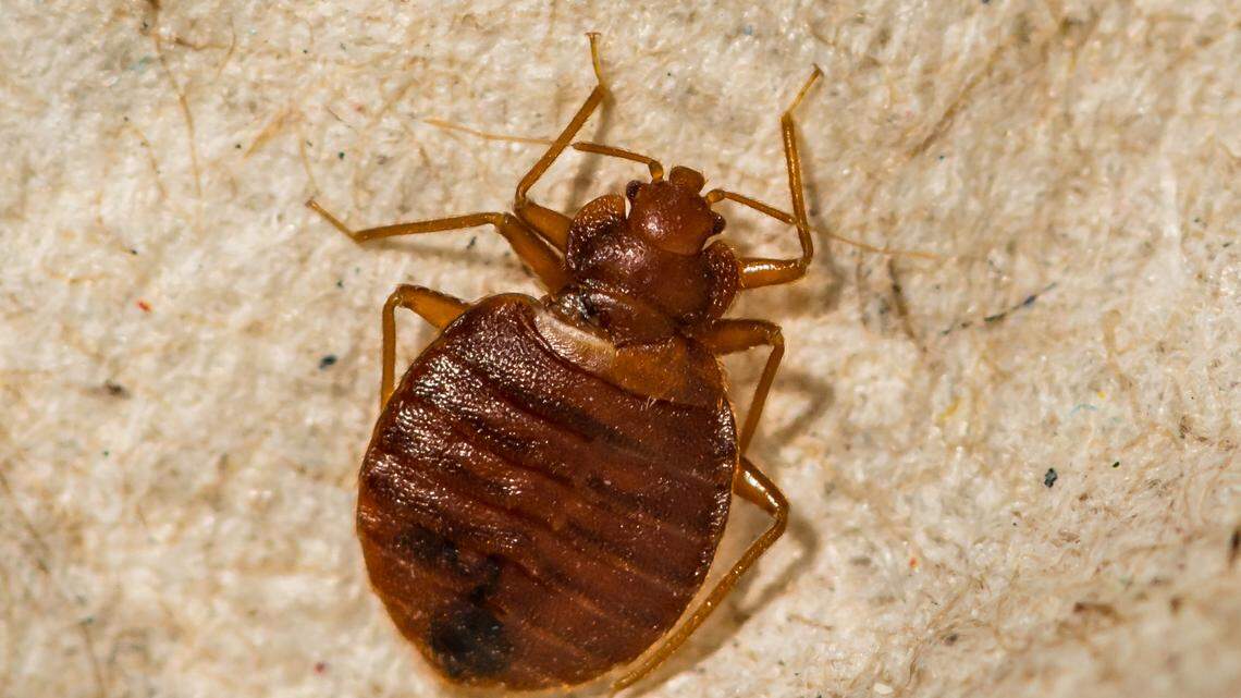 Bed bugs were found in a North Carolina department store, officials said.