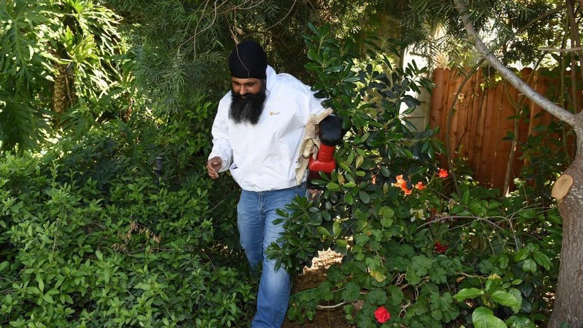 Arpinder Brar , an Agriculture Inspector with Stanislaus County, looks for bees in the bushes of a home Monday (04-03-17) on River Valley Circle in Ceres, Calif. Brar was hoping to take samples of the bees that swarmed yesterday killing a dog and injuring three people.