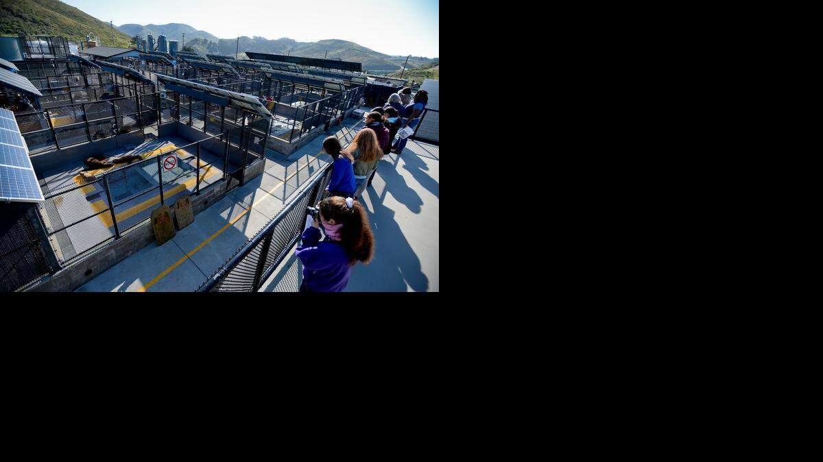 
Visitors look over pens and pools filled with sea lions, most of whom washed ashore up and down the California coastline, last week at The Marine Mammal Center in Sausalito.
