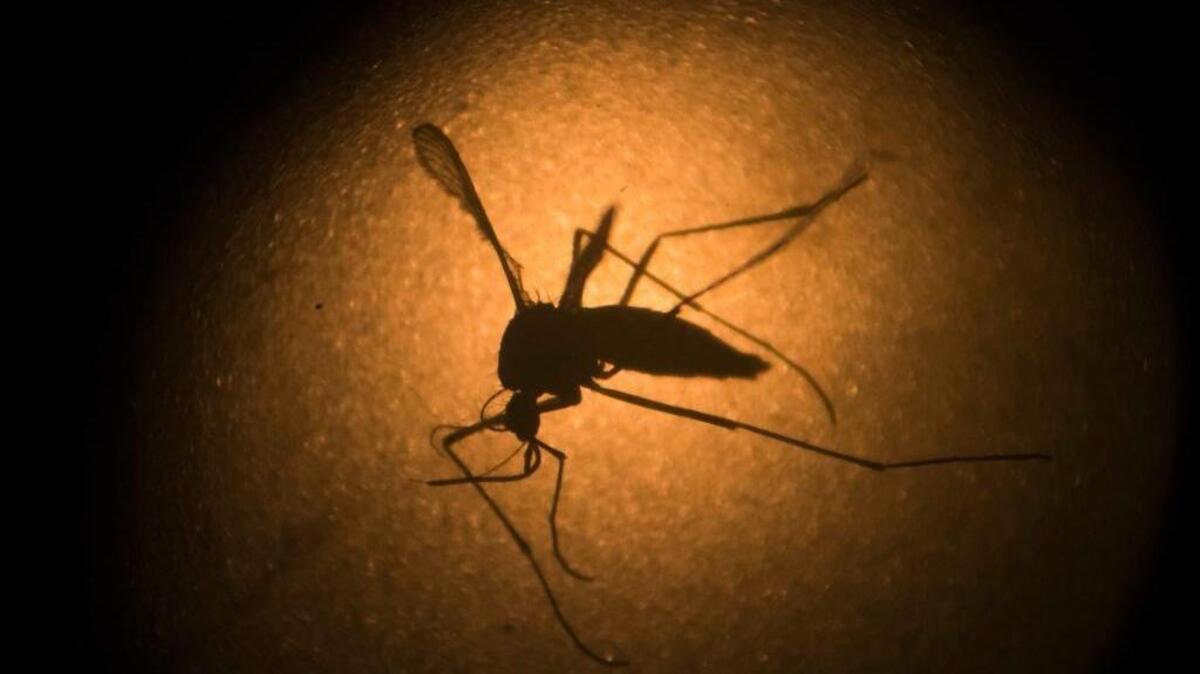 Aedes aegypti mosquitoes are known to carry the Zika virus.