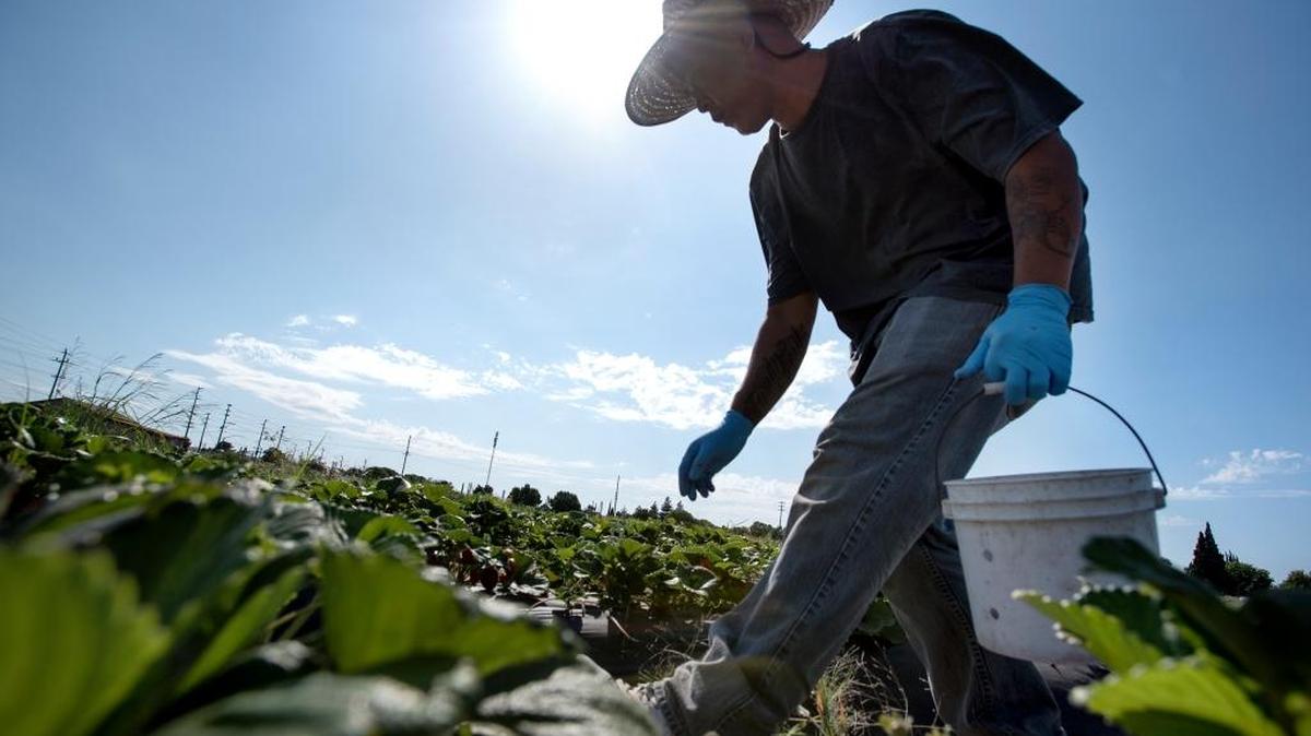 Nick Saephan picks Albion strawberries at Yosemite Farms on Yosemite Boulevard in Modesto on Sunday, June 12, 2016.
