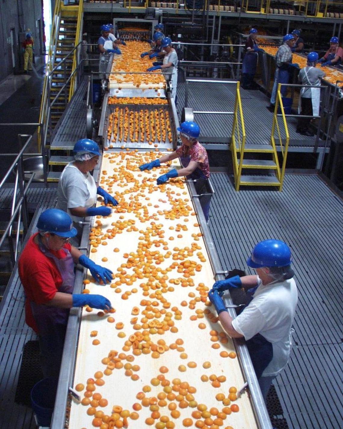 Workers sort apricots at the Del Monte Foods cannery in Modesto, California, in 2009.
