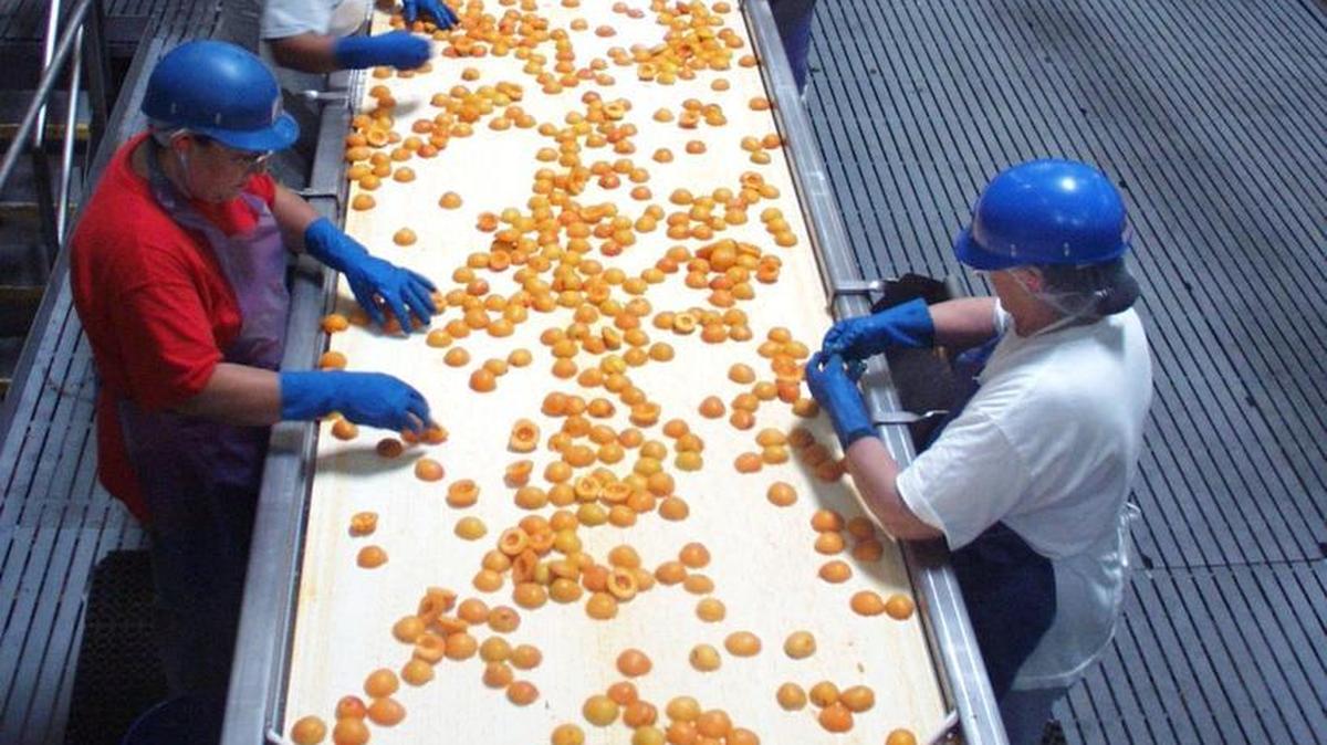 
Workers sort apricots at the Del Monte Foods cannery in Modesto, California, in 2009.