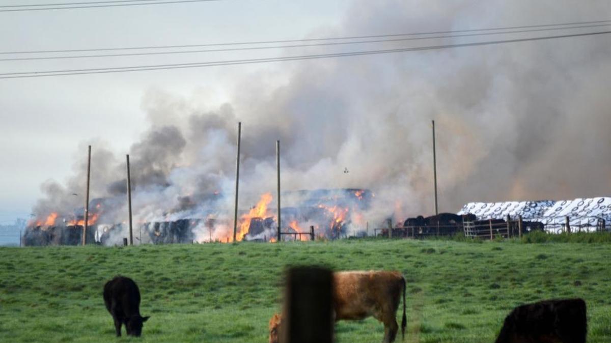 Cattle in a pasture along Patterson Road south of Oakdale don't seem too concerned with the haystack burning in the background at a dairy on Tuesday, March 8, 2016. The plume of smoke could be seen for miles.