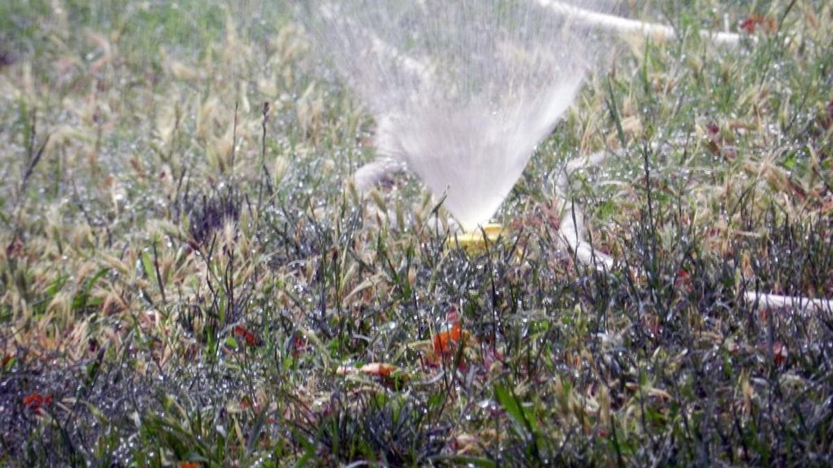 
Modesto officials are considering limiting irrigation to one day a week to conserve water.
