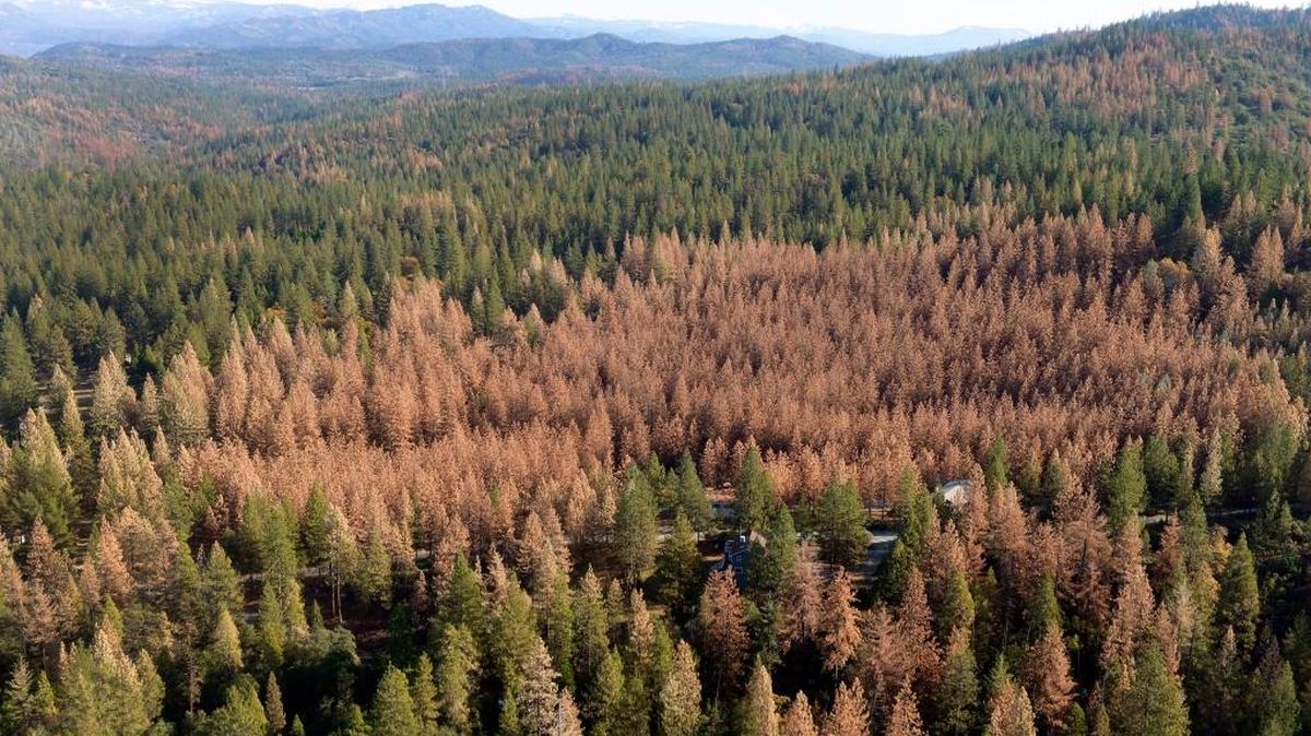 A large patch of dead trees is seen in a valley in the Sierra Nevada during a helicopter tour in December 2015. Trees are dying off in large numbers throughout the Sierra due to drought and a bark beetle infestation.