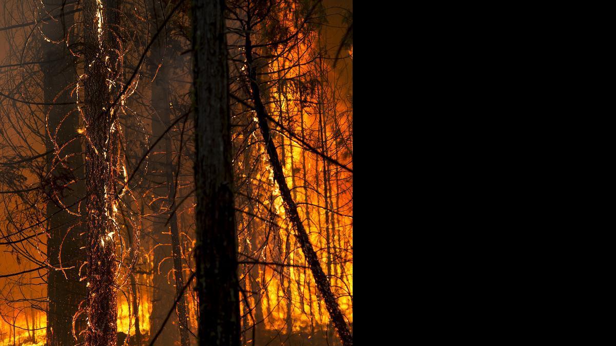 
Forest managers believe that strategic thinning of forests can help prevent intense wildfires such as 2013’s Rim fire.
