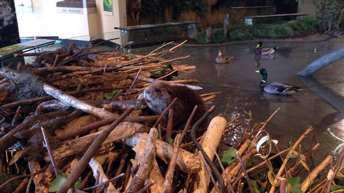 A Valley riparian habitat display is seen at the Great Valley Museum on the Modesto Junior College West Campus.
