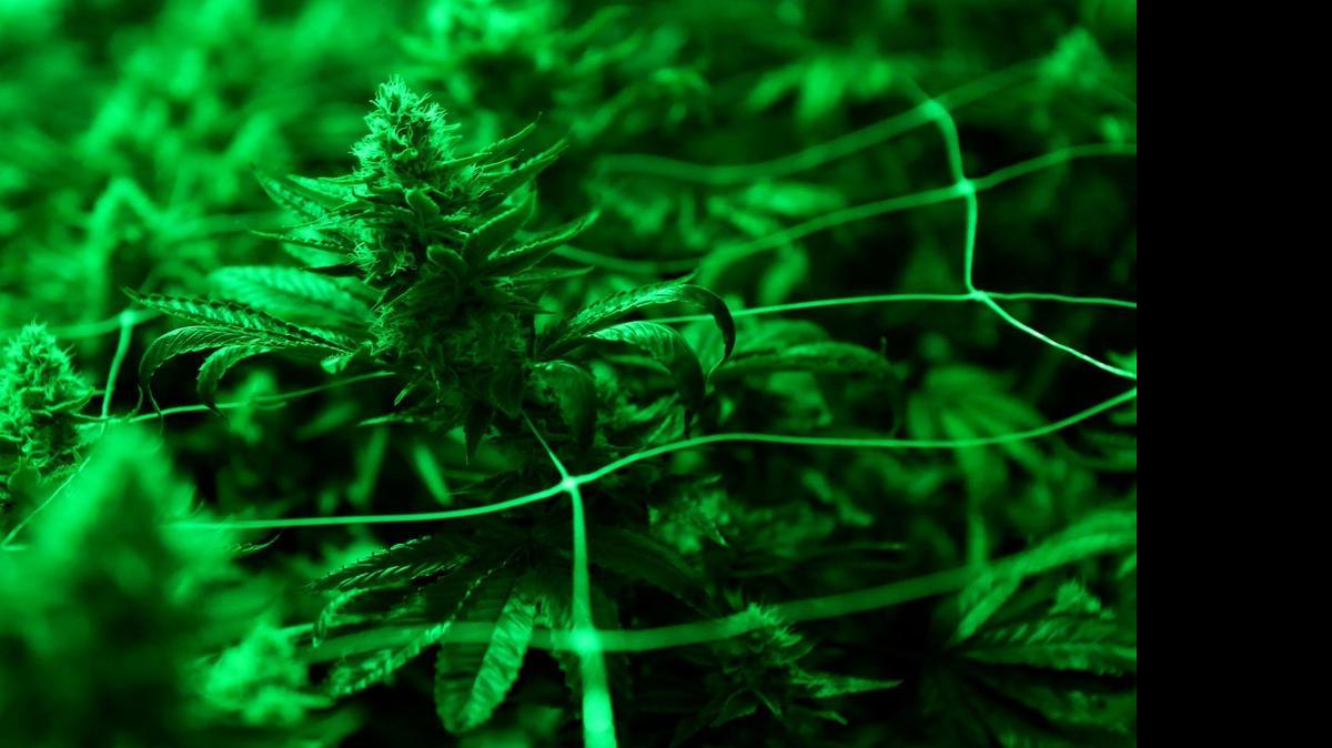 
Dozens of cannabis plants sit underneath dim green lights at a growing operation in the mountains surrounding Soquel, Calif., in 2014.
