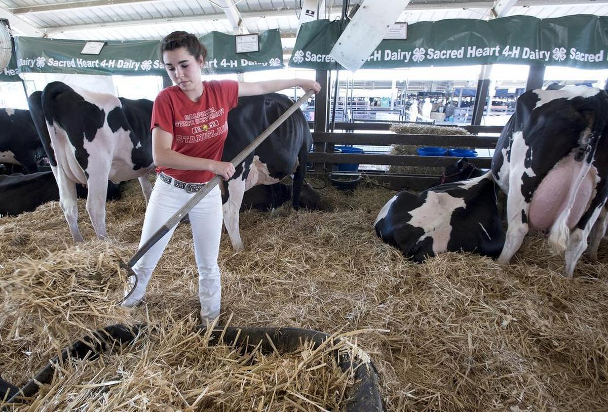 Sacred Heart 4-H of Turlock member Alyssa Melo cleans up after her dairy cows at the Stanislaus County Fair in Turlock on  July 8, 2016.