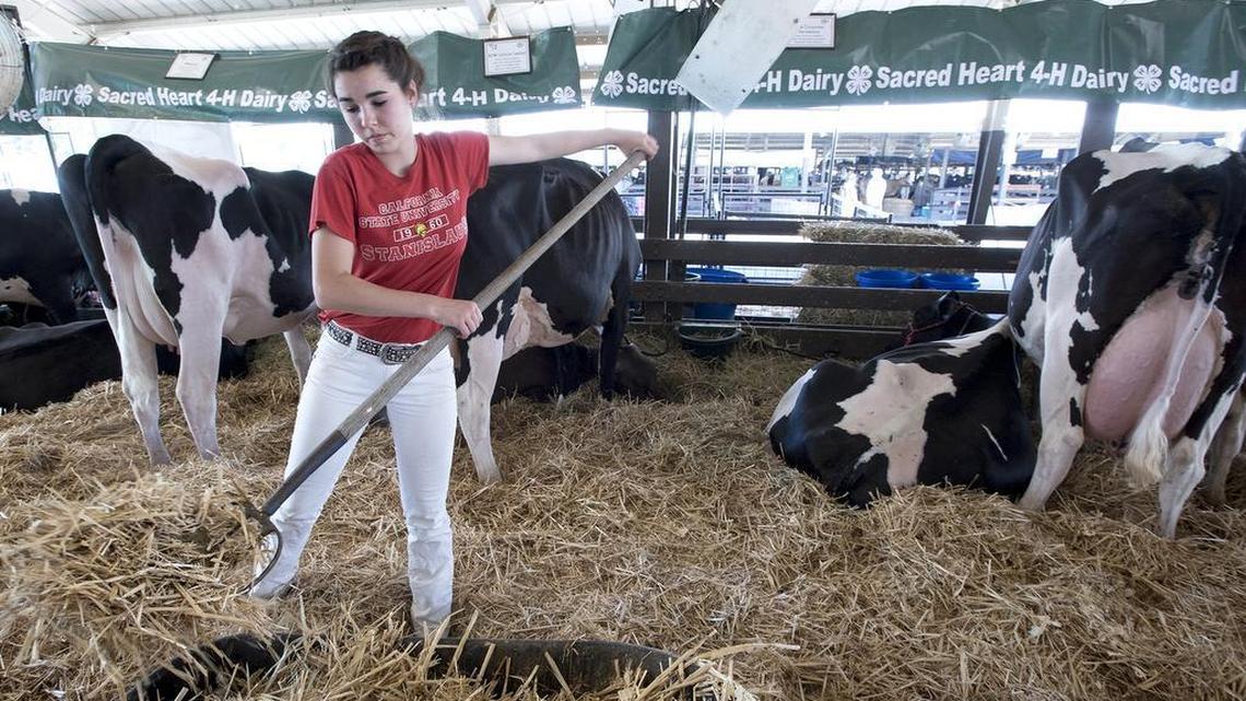Bird flu has eased. Stanislaus and other fairs can again host these competitions