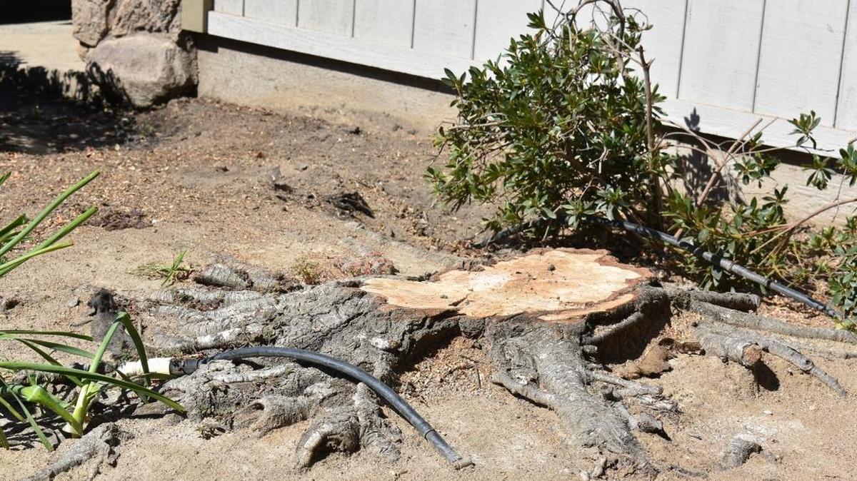 A Modesto couple paid a man $100 to remove a dead tree from the front yard of their Fernview Drive home. The damage the man's work did to their house and vehicle is costing them much more.