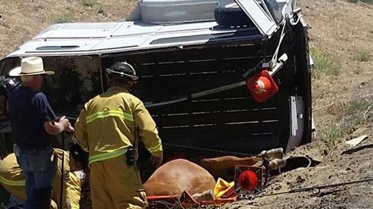The Lathrop Manteca Fire District works to extricate a horse from a trailer that overturned on Highway 120 in Manteca Saturday afternoon.