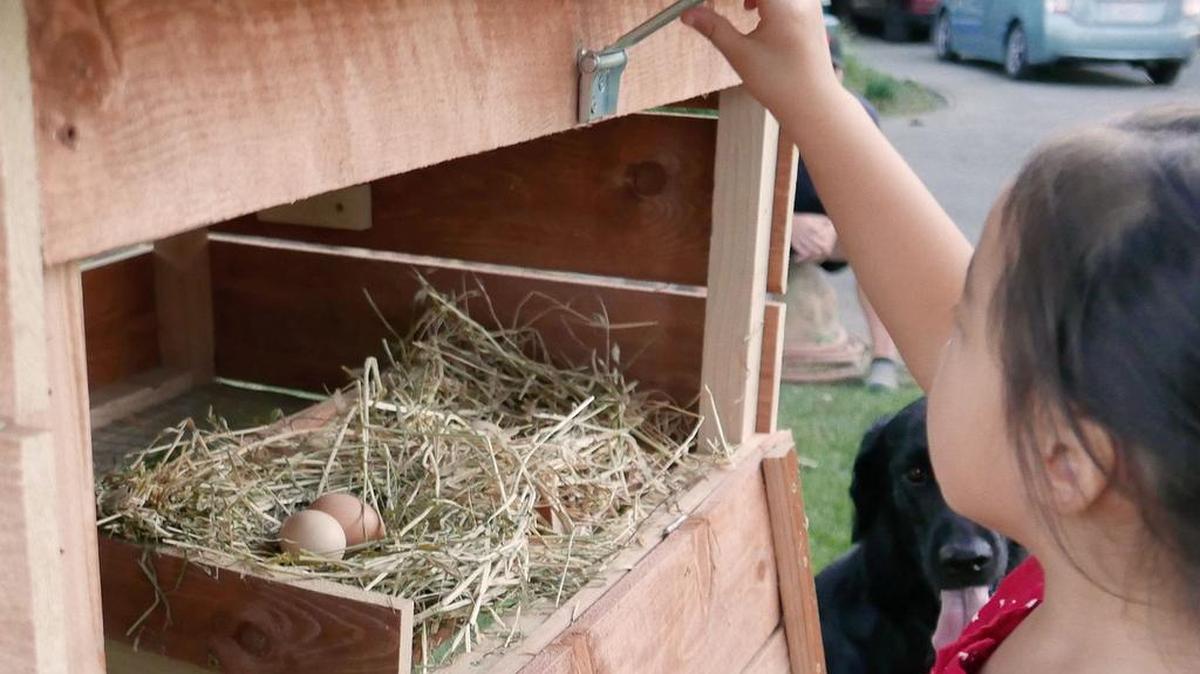 
The nest area in a portable chicken tractor with eggs.
