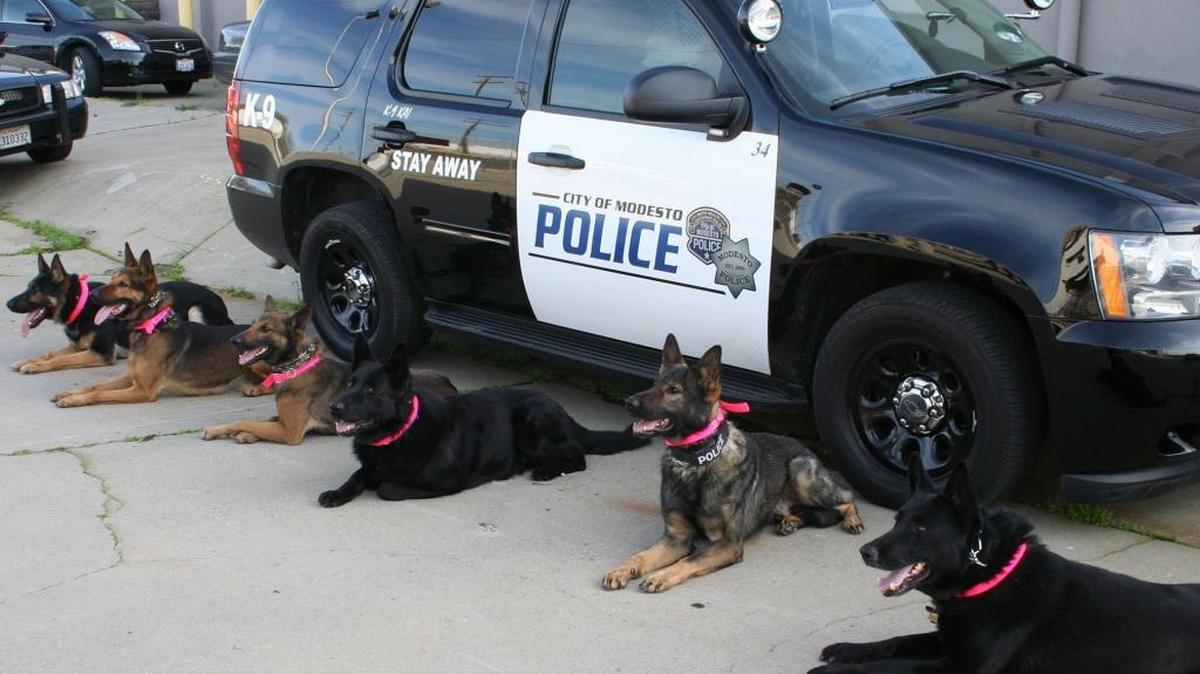 
Dogs of the Modesto Police K9 unit are pictured in February.
