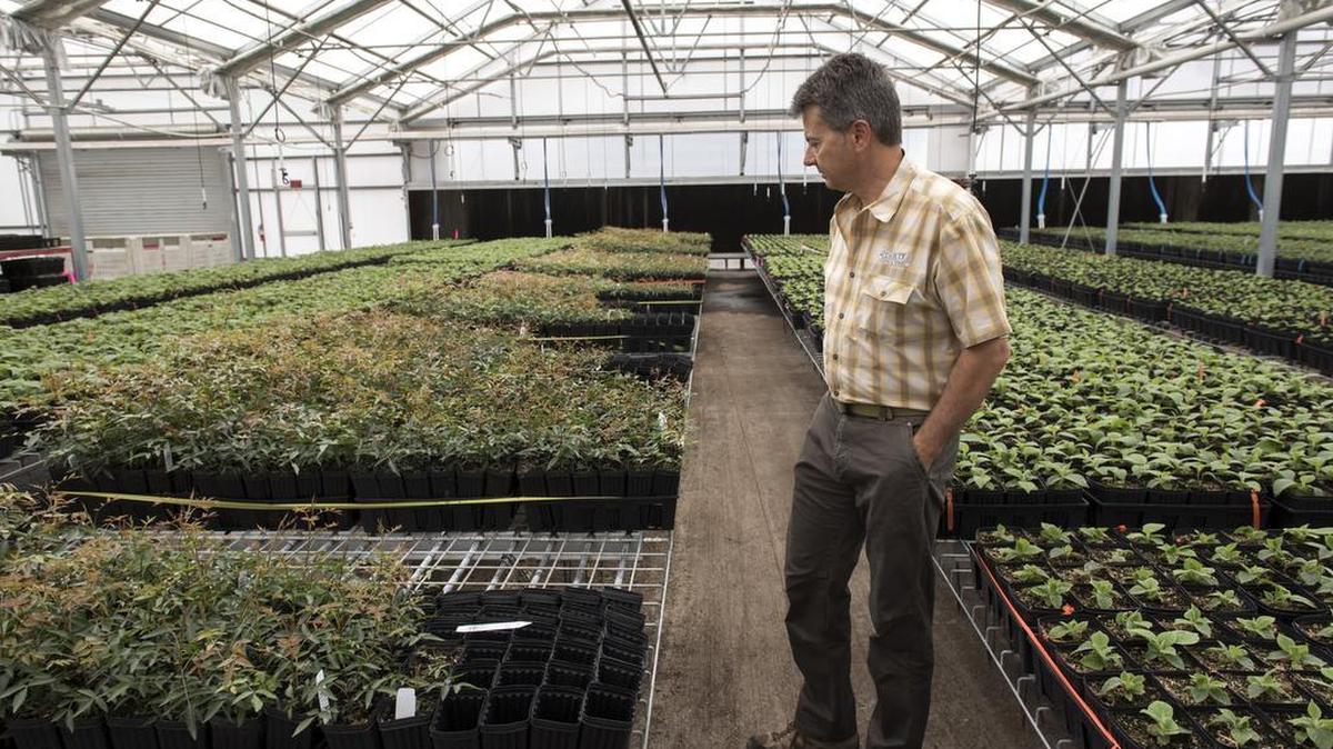 John Duarte in 2015 at his Hughson nursery, which supplies plants to farms. He was elected to the House’s 13th Congressional District in 2022.