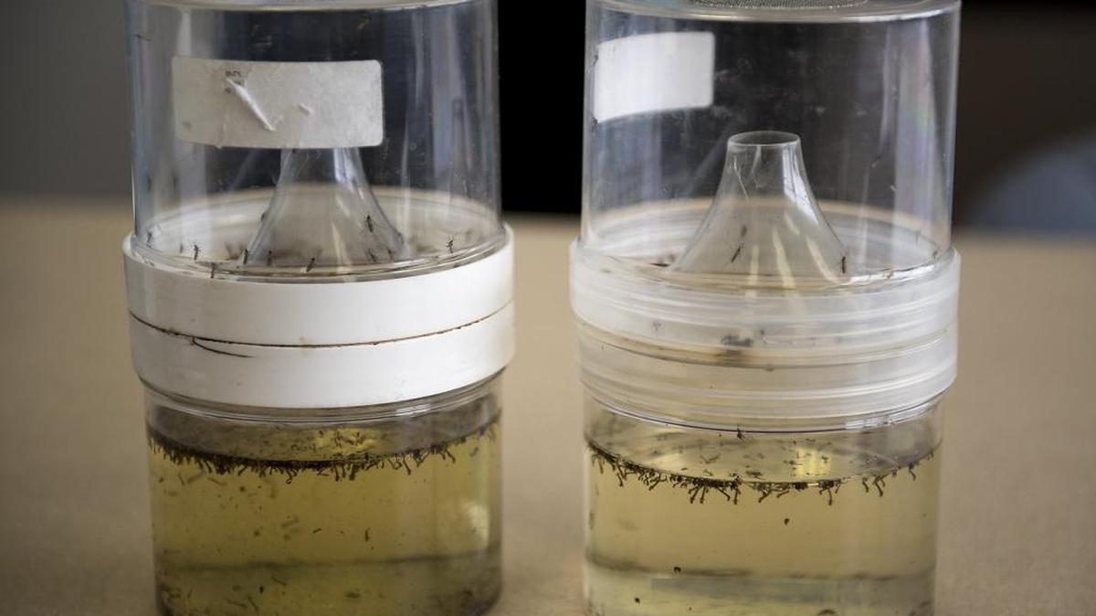 Culex tarsalis mosquitoes, carriers of the West Nile virus, move around in a specimen container at the Turlock Mosquito Abatement District office in Turlock, Calif., on Wednesday, May 4, 2016.