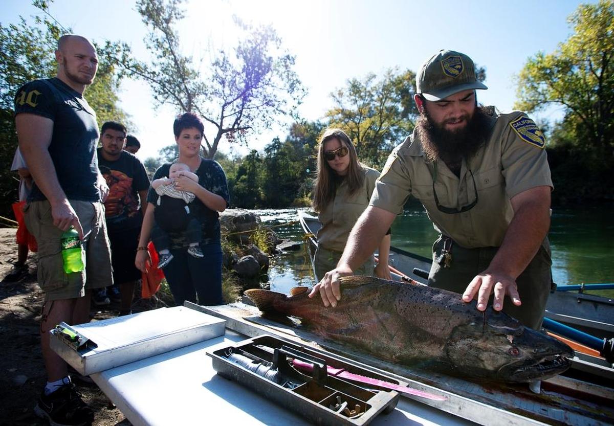 California Fish and Wildlife environmental scientist Domenic Giudice shows visitors a male chinook salmon during the Stanislaus River Salmon Festival at the Knights Ferry Recreation Area in Knights Ferry in 2013.