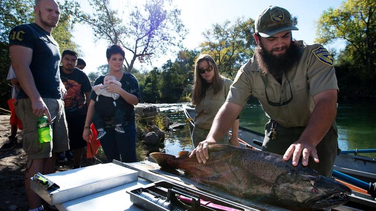 California Fish and Wildlife Environmental Scientist Domenic Giudice shows visitors a male chinook salmon during the Stanislaus River Salmon Festival at the Knights Ferry Recreation Area in Knights Ferry in 2013.
