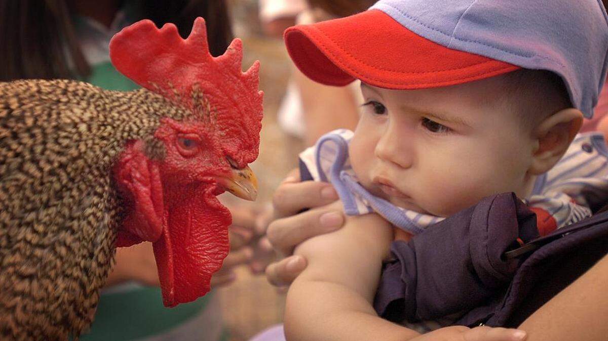 Roosters can be friendly, then-7-month-old Alexander Vas Dinis of Turlock found in the 4-H barn at the Stanislaus County Fair in 2007.