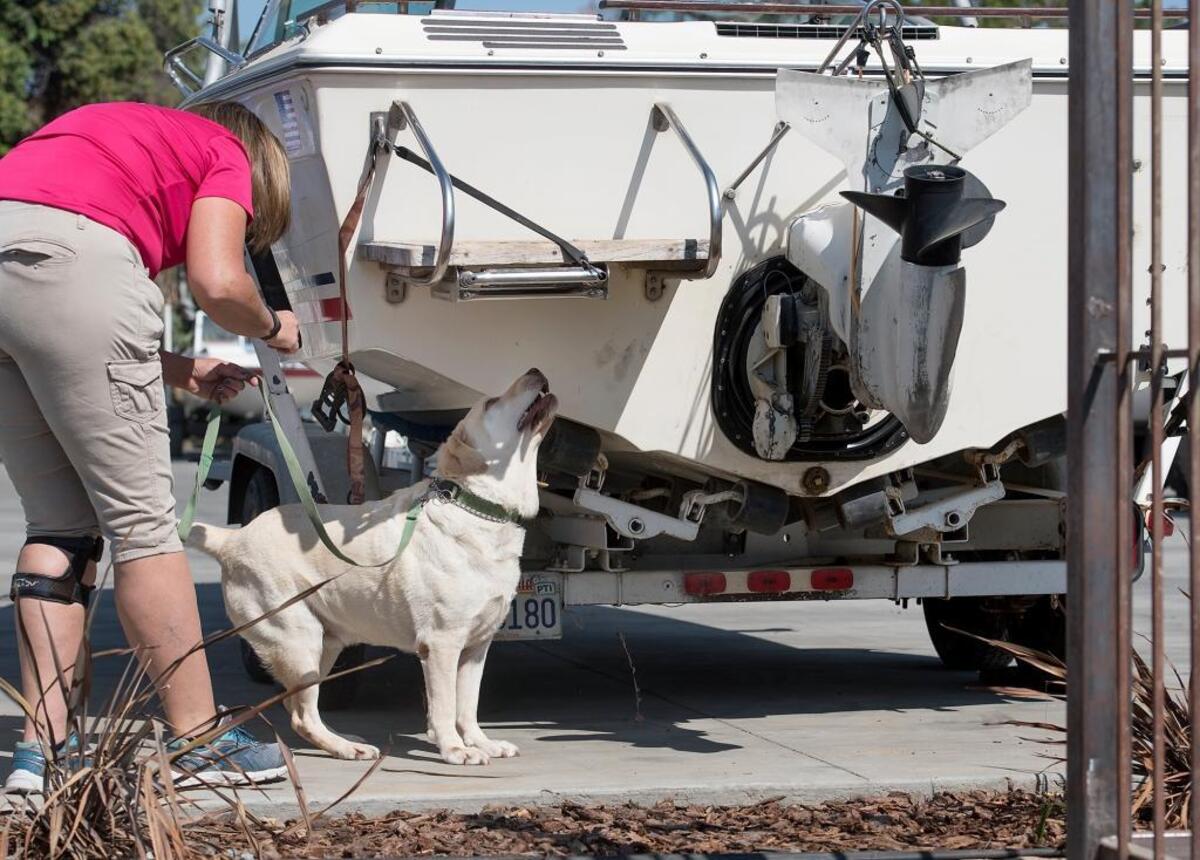 Debra DeShon, owner of Mussel Dogs, demonstrates how she has trained her dogs to find mussels on watercraft in Denair, California, in August 2016.