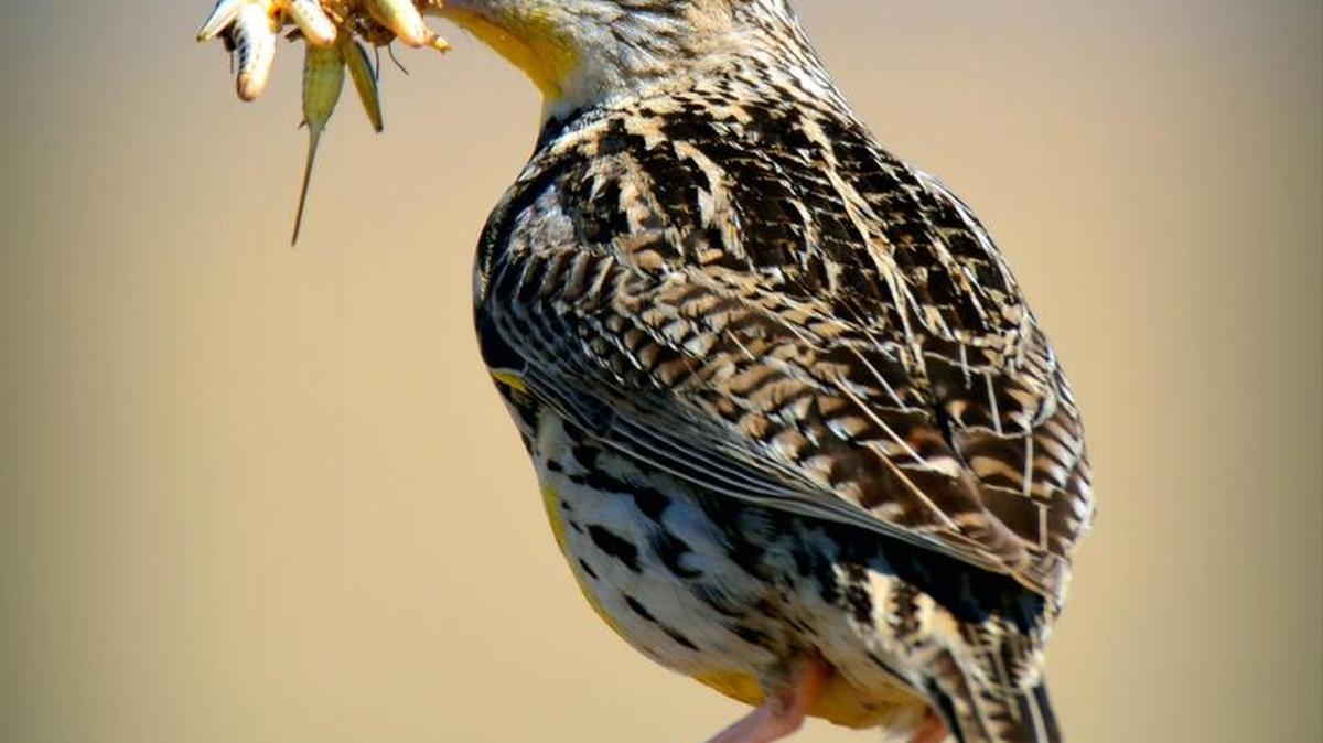This shot of a meadowlark eating grasshoppers by Frank Perez of Modesto won second place in a wildlife photo contest sponsored by the Central Sierra Environmental Resource Center. The winners were announced in March 2016.