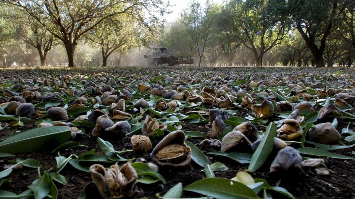A recent price drop has some people wondering if the great almond boom that transformed agriculture in California’s Central Valley is starting to fizzle.