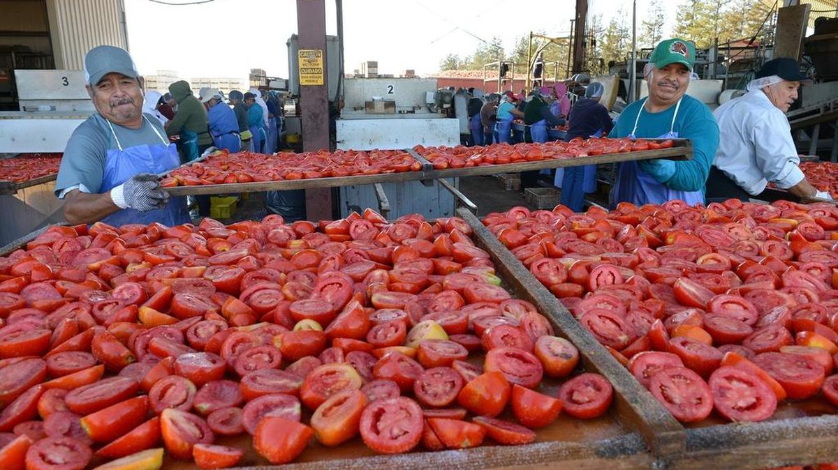 
Arturo Ortiz, left, and Jose Zargosa stack fresh tomato trays on Thursday morning at the Traina Foods drying yards in Patterson.

