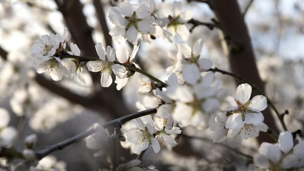 Almond trees reach full bloom on Blue Gum Road in Modestoon Sunday.