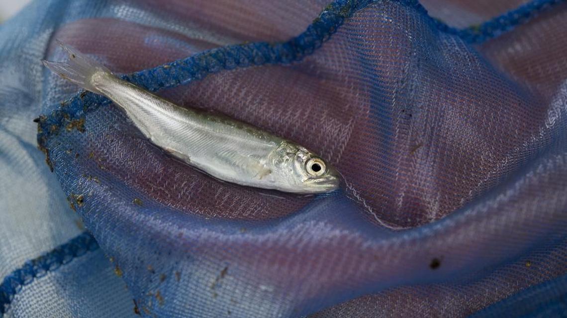 A salmon smolt near Woodland on Friday, February 19, 2016.