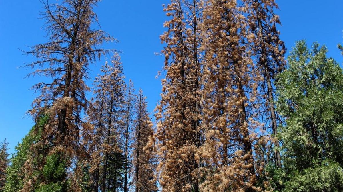 Dead trees are pictured in the Stanislaus National Forest south of Highway 108 on July 10.