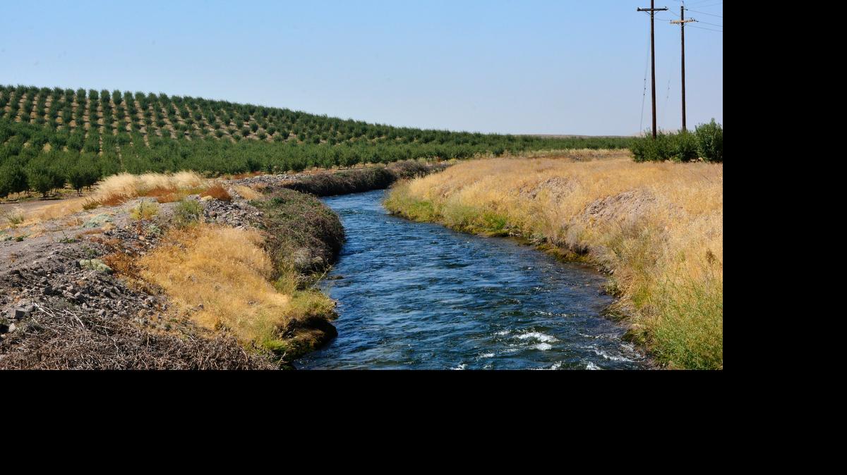 
Almond orchards now cover many of the hillsides in eastern Stanislaus County. 
