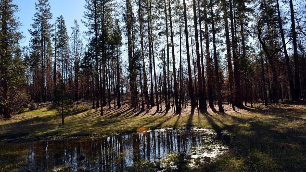 A pond in Stanislaus National Forest reflects trees damaged but not killed by the Rim Fire that began in August 2013. The historic blaze in Stanislaus National Forest alone emitted over 11 million metric tons of greenhouse gas, writes Tuolumne County Supervisor Randy Hanvelt.