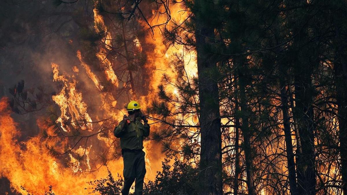 Firefighter A.J. Tevis watches the Rim Fire burn near Yosemite National Park. It was a horrifying sight, but in its wake nature is creating a new kind of environment – and animals love it.