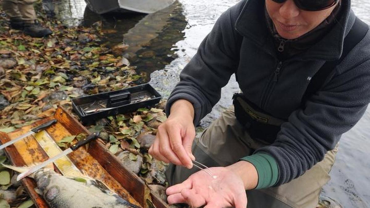 California Department of Fish and game biologist Sarah McCulloch extracts a pair of ear bones, or otoliths, from a salmon found on the Tuolumne River near La Grange.