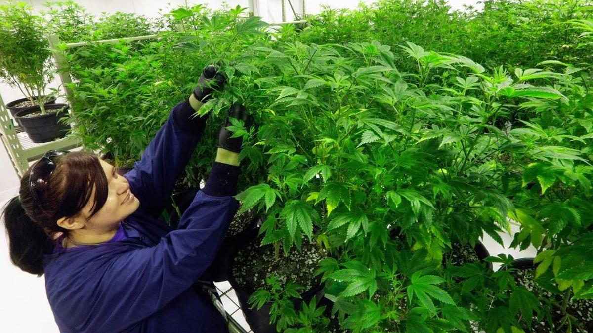 Ashley Thompson inspects plants at the Ataraxia medical marijuana cultivation center in Albion, Ill., last September.