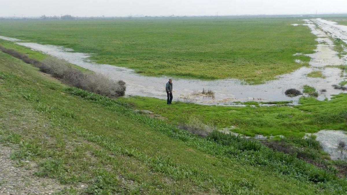 Joe Sallaberry, president of a reclamation district along the San Joaquin River, shows where high flows have caused seepage into an oat field near Crows Landing.