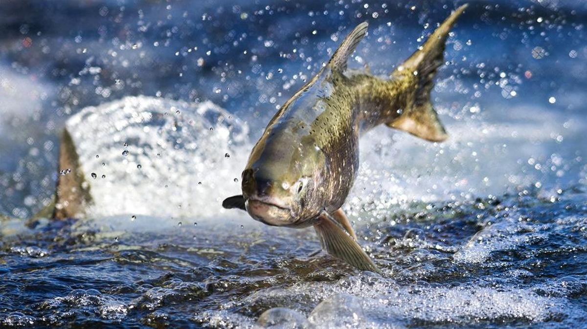 A salmon makes its way up a fish ladder on the Sacramento River. The overwhelming majority of California’s salmon come from the Sacramento River, but the state is planning to adopt water rules on the Tuolumne, Stanislaus and Merced rivers in an effort to increase salmon numbers.