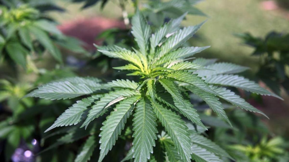 In this Feb. 17, 2016 photo, plants grow at the home of Jeremy Nickle, in his backyard in Honolulu, Hawaii. Nickel, who owns Hawaiian Holy Smokes and is applying for a dispensary, grows a variety of strains and has a medical marijuana card. Those wanting to open medical marijuana dispensaries in Hawaii face unique obstacles in a state of islands separated by federal waters. (AP Photo/Marina Riker)