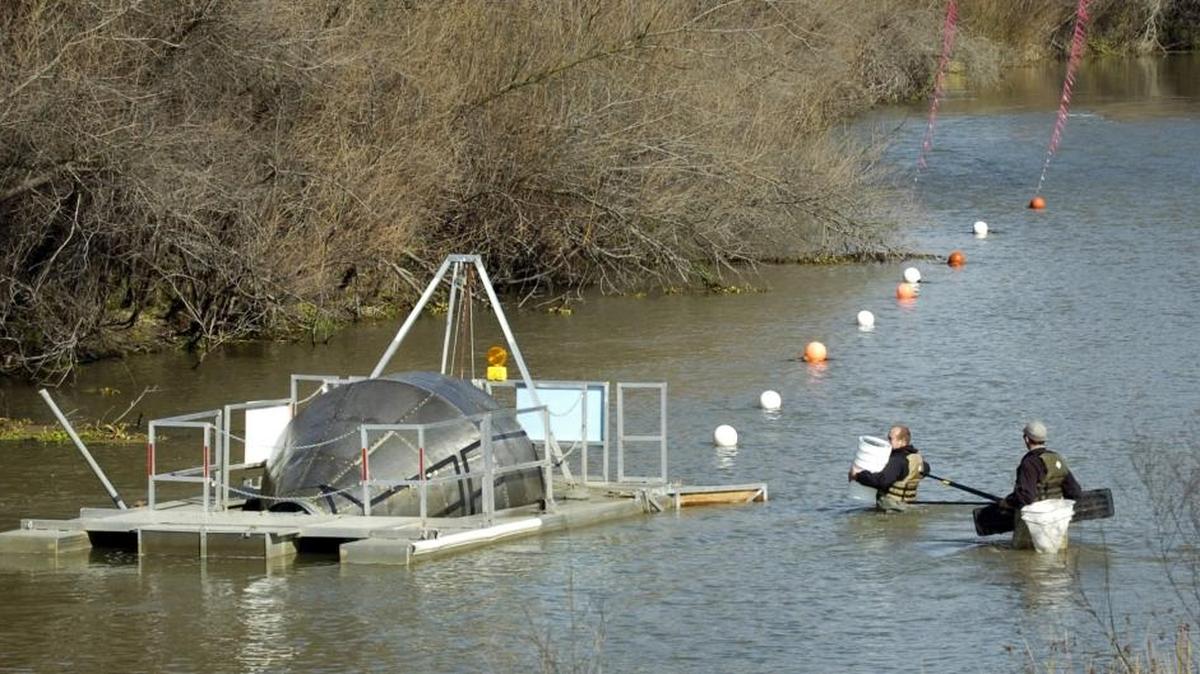 Fisheries technicians wade into the Tuolumne River to check a rotary “screw-trap” as they count salmon migrating down the river to the Bay and beyond.