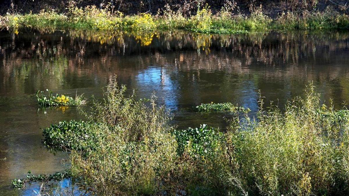 In the state’s new Substitute Environmental Document, its water demands rose from 35 percent of “unimpaired flows” to 40 percent or even 50 percent on three Valley rivers, including the Tuolumne River, seen here near Legion Park in Modesto on Wednesday, Oct. 19, 2016.