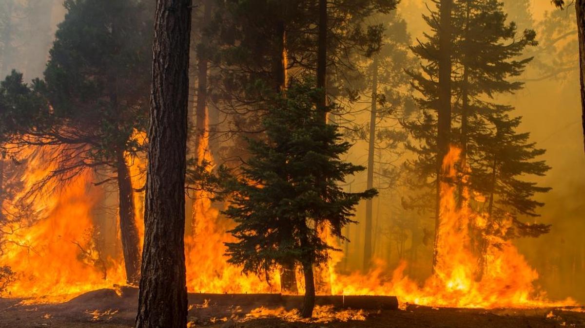 Fire whips along Clarks Fork Road during the Donnell Fire in Tuolumne County earlier in August.