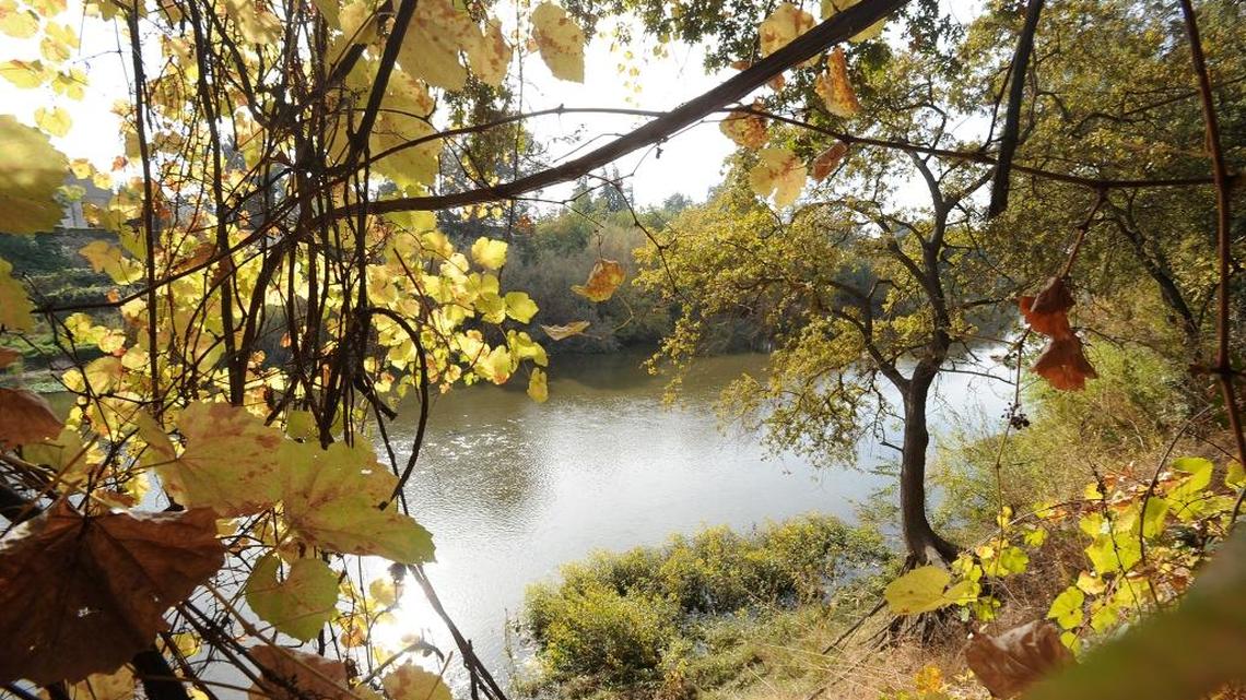 The Tuolumne River meanders through Tuolumne River Regional Park as oak trees and wild grapevines show the colors of fall.
