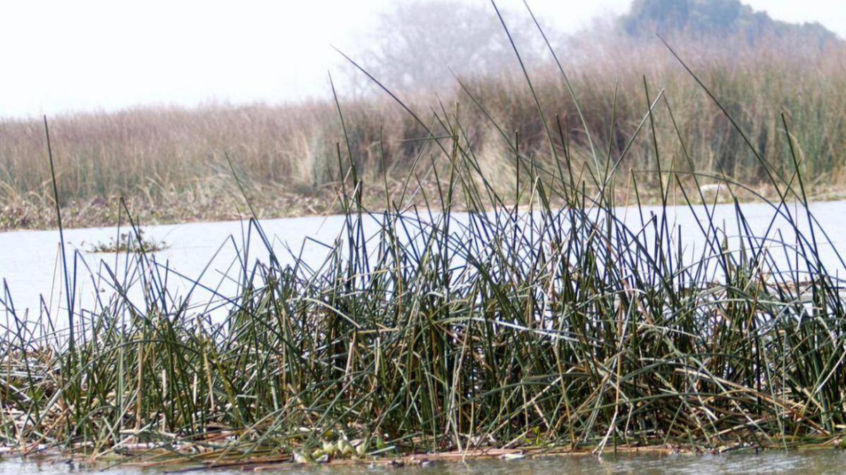 A scene from the Delta, which is a highly altered ecosystem through which passes much of the water used in the Bay Area and Southern California.