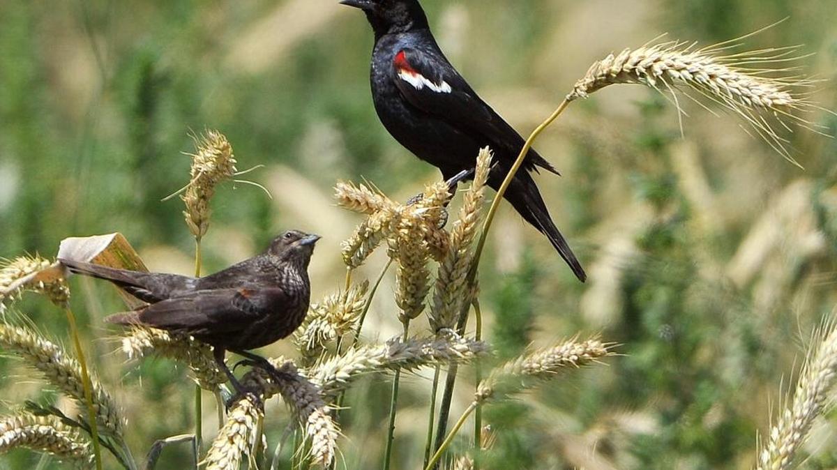 A pair of tricolored blackbirds, female at left, male, right, forage for food in a Tipton wheat field.