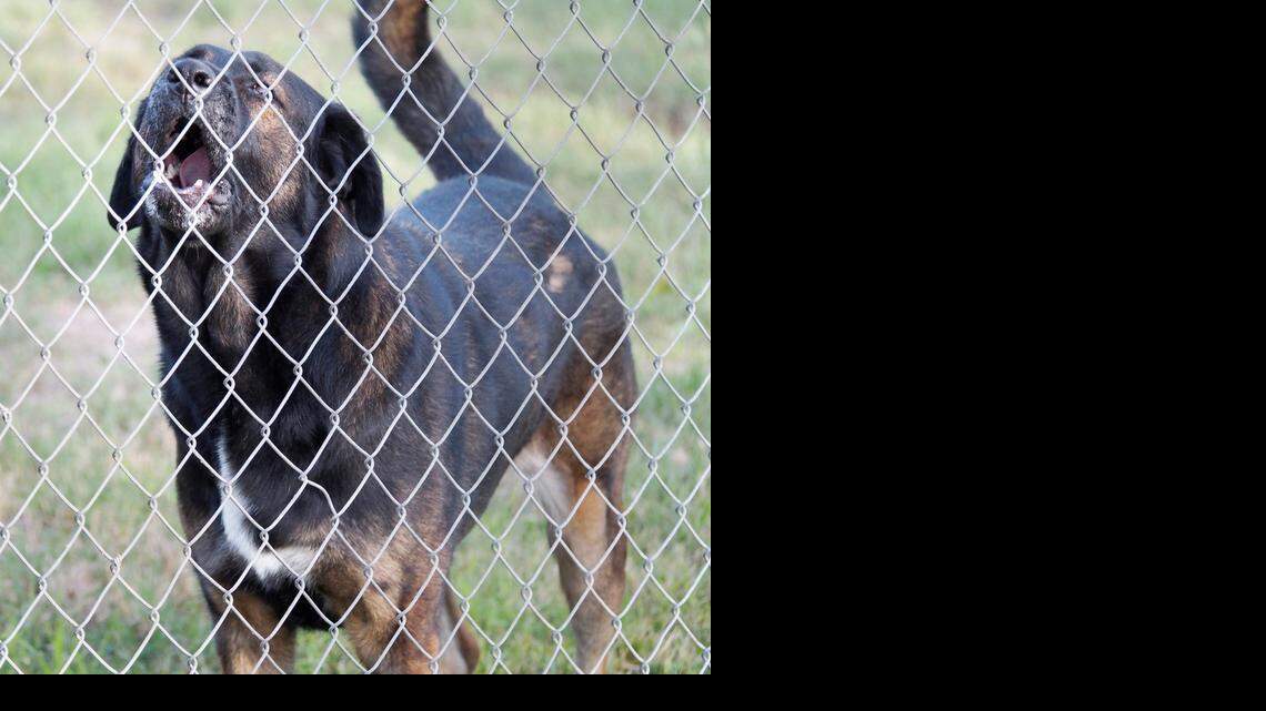 Is a dog reactive or aggressive? Here’s the difference and how to deal with a reactive dog