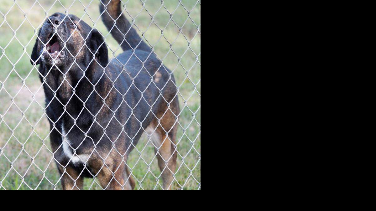 
A letter writer is grateful for assistance she received with a neighbor’s barking dog from the Modesto Police Department’s Animal Control division. 
